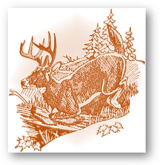 Deer running