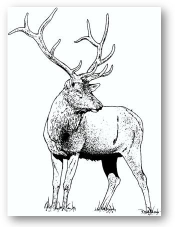 Elk1