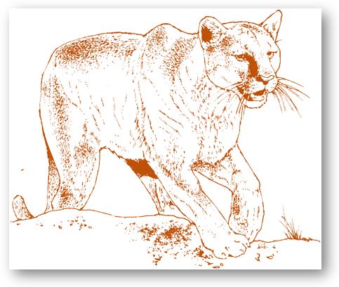 Panther1